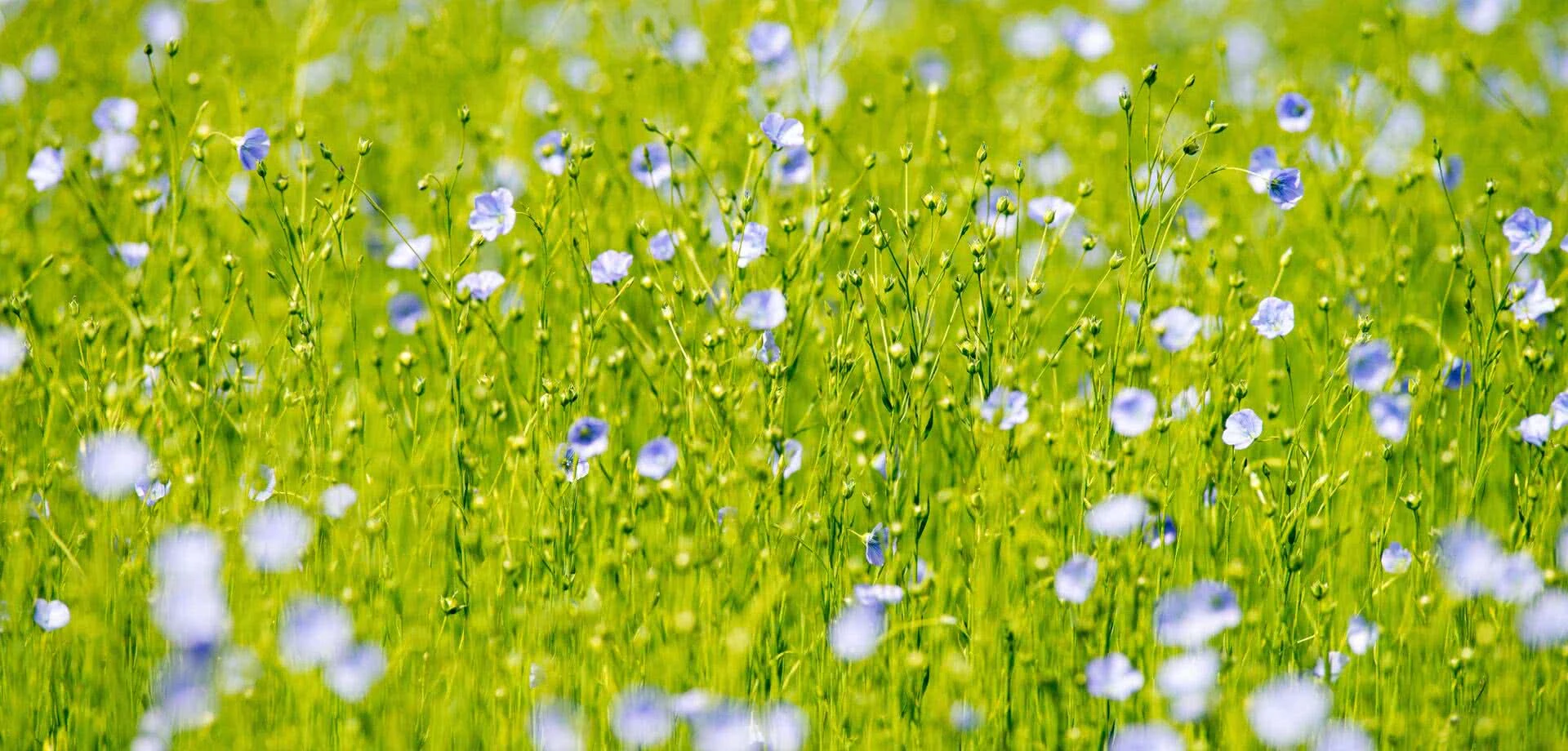 Celc Image Fond Alliance